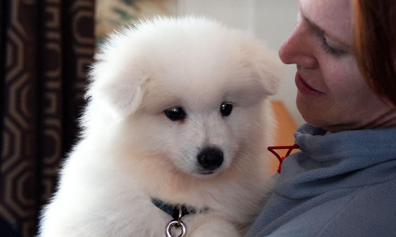 Australian Shepherd Puppies: Care and Training